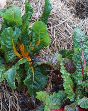 Fotografia 18 da espécie Beta vulgaris no Jardim Botânico UTAD