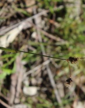 Fotografia 11 da espécie Luzula multiflora no Jardim Botânico UTAD