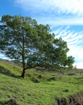 Fotografia 11 da espécie Acacia mearnsii no Jardim Botânico UTAD