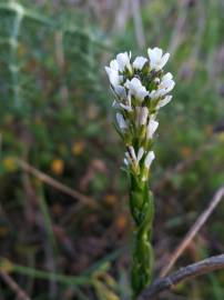 Fotografia da espécie Arabis planisiliqua