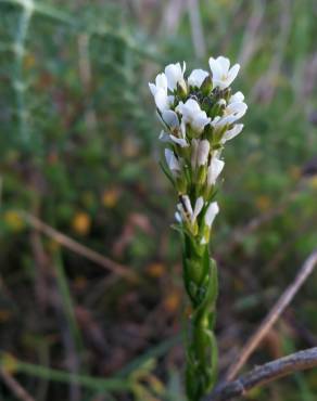 Fotografia 6 da espécie Arabis planisiliqua no Jardim Botânico UTAD