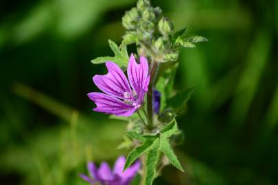 Fotografia da espécie Malva sylvestris