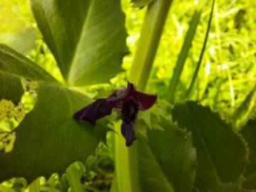 Fotografia da espécie Vicia narbonensis