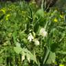 Fotografia 6 da espécie Pisum sativum subesp. elatius var. elatius do Jardim Botânico UTAD