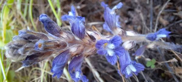 Fotografia da espécie Orobanche ramosa subesp. ramosa