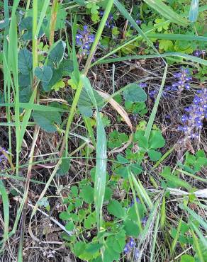 Fotografia 14 da espécie Orobanche ramosa subesp. ramosa no Jardim Botânico UTAD