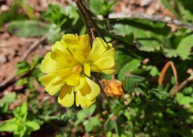 Fotografia da espécie Oxalis pes-caprae for. pleniflora