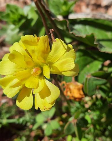 Fotografia de capa Oxalis pes-caprae for. pleniflora - do Jardim Botânico