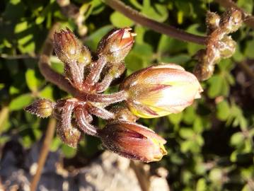 Fotografia da espécie Oxalis pes-caprae for. pleniflora