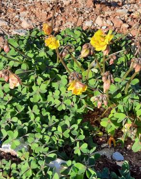 Fotografia 6 da espécie Oxalis pes-caprae for. pleniflora no Jardim Botânico UTAD
