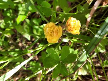 Fotografia da espécie Oxalis pes-caprae for. pleniflora