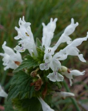 Fotografia 1 da espécie Lamium bifidum no Jardim Botânico UTAD