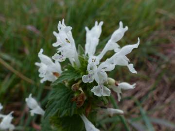 Fotografia da espécie Lamium bifidum