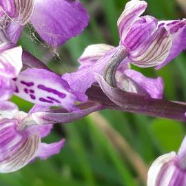 Fotografia da espécie Orchis mascula subesp. laxifloriformis