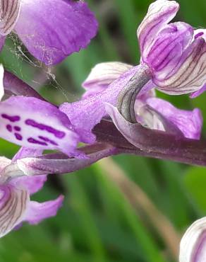 Fotografia 10 da espécie Orchis mascula subesp. laxifloriformis no Jardim Botânico UTAD