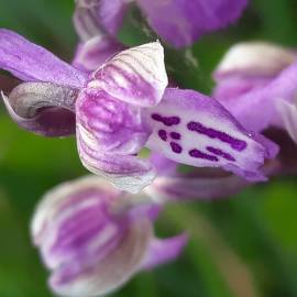 Fotografia da espécie Orchis mascula subesp. laxifloriformis