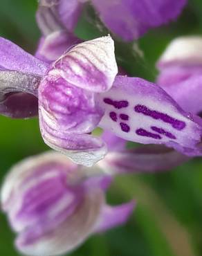 Fotografia 11 da espécie Orchis mascula subesp. laxifloriformis no Jardim Botânico UTAD
