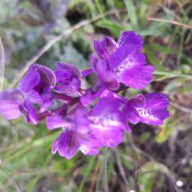 Fotografia da espécie Orchis mascula subesp. laxifloriformis