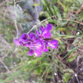 Fotografia da espécie Orchis mascula subesp. laxifloriformis