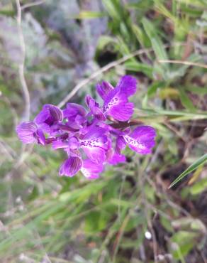 Fotografia 13 da espécie Orchis mascula subesp. laxifloriformis no Jardim Botânico UTAD