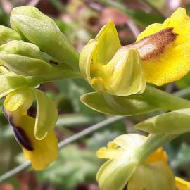 Fotografia da espécie Ophrys lutea