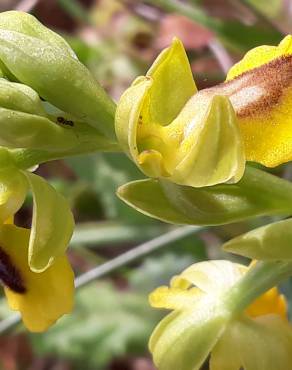 Fotografia 11 da espécie Ophrys lutea no Jardim Botânico UTAD