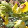 Fotografia 11 da espécie Ophrys lutea do Jardim Botânico UTAD