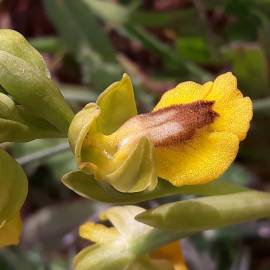 Fotografia da espécie Ophrys lutea