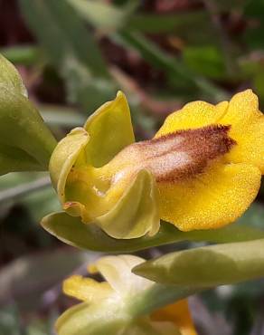 Fotografia 12 da espécie Ophrys lutea no Jardim Botânico UTAD