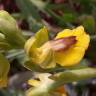 Fotografia 12 da espécie Ophrys lutea do Jardim Botânico UTAD