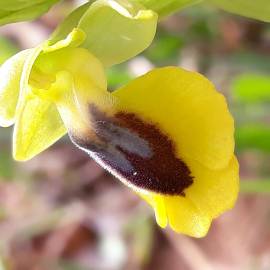 Fotografia da espécie Ophrys lutea