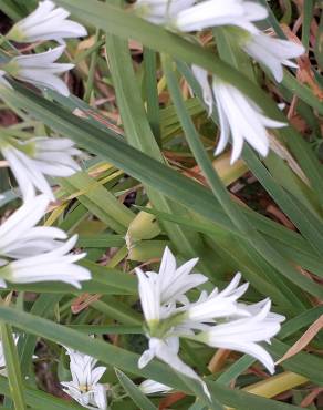 Fotografia 14 da espécie Allium triquetrum no Jardim Botânico UTAD