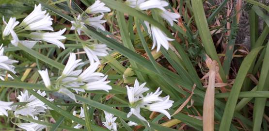 Fotografia da espécie Allium triquetrum