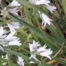 Fotografia 14 da espécie Allium triquetrum do Jardim Botânico UTAD