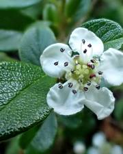 Fotografia da espécie Cotoneaster dammeri