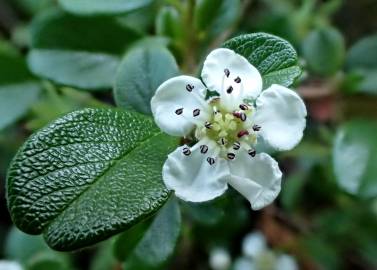 Fotografia da espécie Cotoneaster dammeri