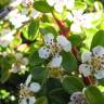 Fotografia 3 da espécie Cotoneaster dammeri do Jardim Botânico UTAD