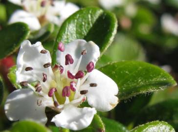 Fotografia da espécie Cotoneaster dammeri