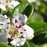 Fotografia 4 da espécie Cotoneaster dammeri do Jardim Botânico UTAD