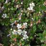 Fotografia 5 da espécie Cotoneaster dammeri do Jardim Botânico UTAD