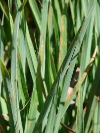 Fotografia da espécie Cymbopogon citratus