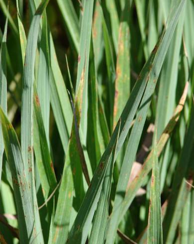 Fotografia de capa Cymbopogon citratus - do Jardim Botânico