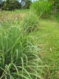 Fotografia da espécie Cymbopogon citratus