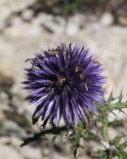 Fotografia da espécie Echinops ritro