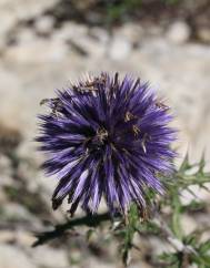 Echinops ritro