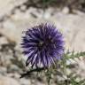 Fotografia 1 da espécie Echinops ritro do Jardim Botânico UTAD