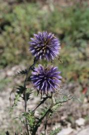 Fotografia da espécie Echinops ritro