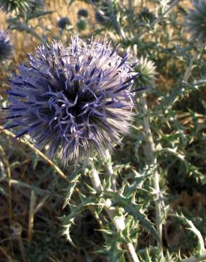 Fotografia 3 da espécie Echinops ritro no Jardim Botânico UTAD