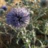 Fotografia 3 da espécie Echinops ritro do Jardim Botânico UTAD