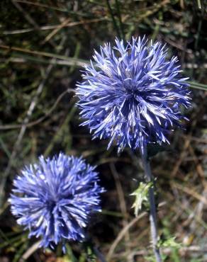 Fotografia 4 da espécie Echinops ritro no Jardim Botânico UTAD